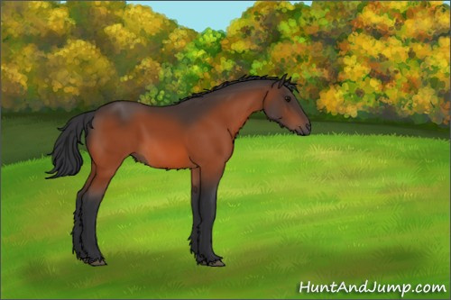 Horse Color:Bay 