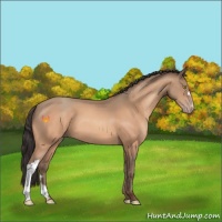 Horse Color:Amber Champagne 
