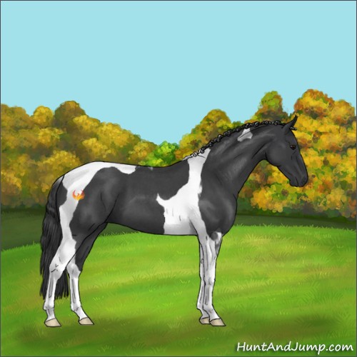 Horse Color:Blue Roan Tobiano
