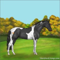 Horse Color:Blue Roan Tobiano 