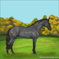 Horse Color:Blue Roan 