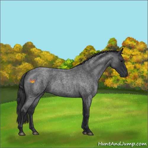 Horse Color:Blue Roan 