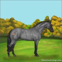 Horse Color:Blue Roan 
