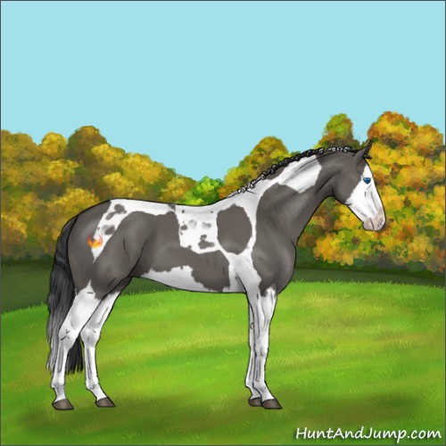 Horse Color:Grullo Splash Tobiano 