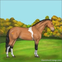 Horse Color:Bay Tobiano 