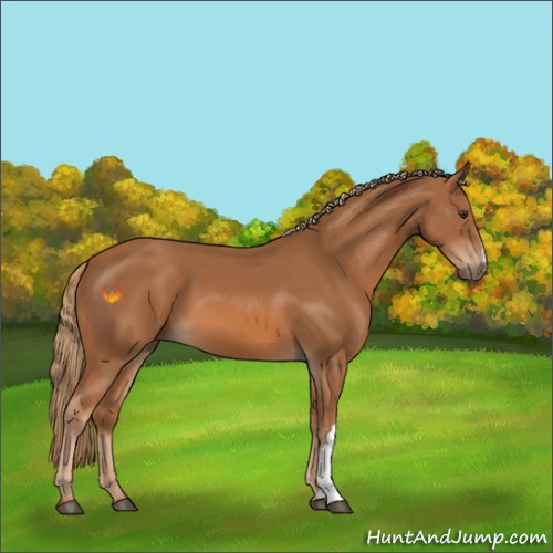 Horse Color:Chestnut 