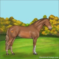 Horse Color:Chestnut 