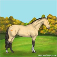 Horse Color:Buckskin Roan Tobiano 