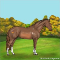 Horse Color:Chestnut Tobiano 