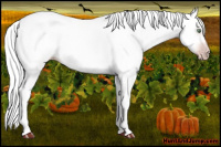 Horse Color:Gray Gold Cream Champagne 