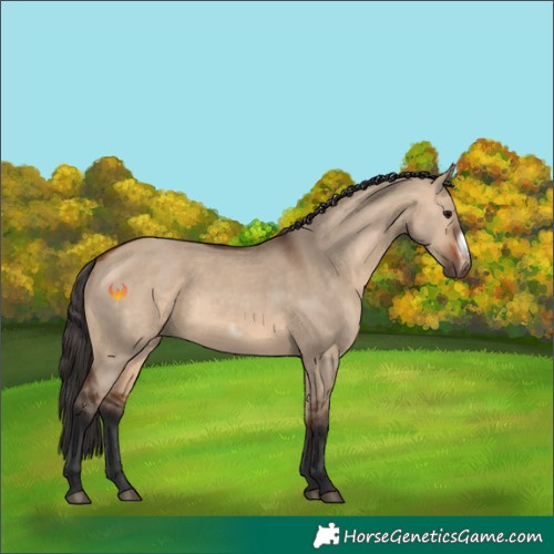Horse Color:Bay Dun Frame 