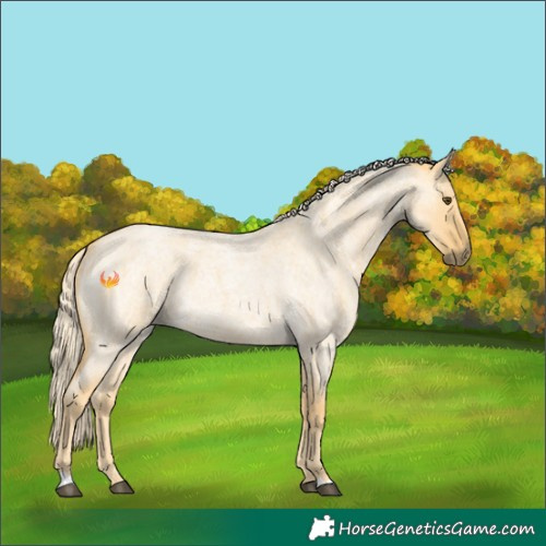Horse Color:Palomino Roan Dun 