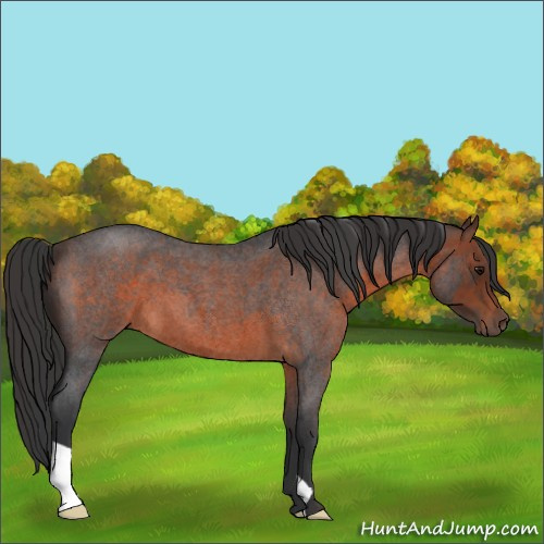 Horse Color:Brown Roan 