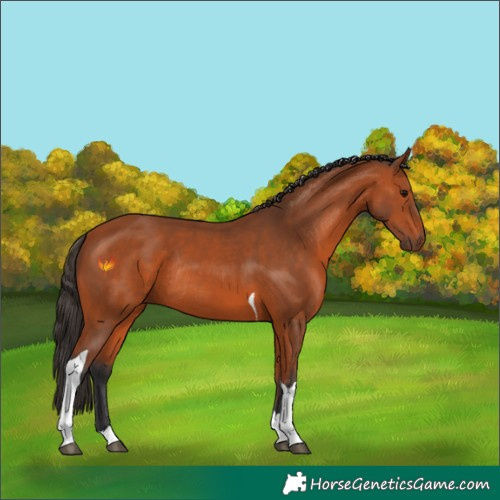 Horse Color:Bay Tobiano Rabicano 