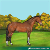 Horse Color:Bay Tobiano Rabicano 