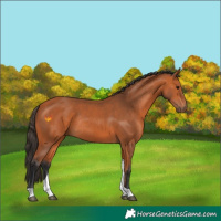 Horse Color:Bay Tobiano Rabicano 