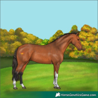 Horse Color:Bay Tobiano Rabicano 