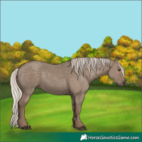 Horse Color:Silver Grullo 