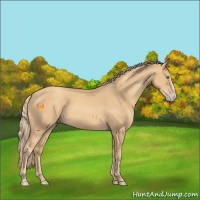 Horse Color:Gold Champagne Splash 
