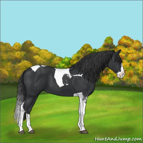 Horse Color:Black Splash Tobiano 
