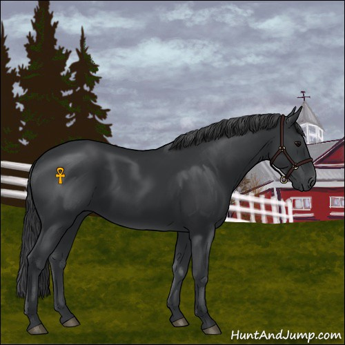 Horse Color:Black 