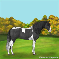 Horse Color:Blue Roan Splash Tobiano 