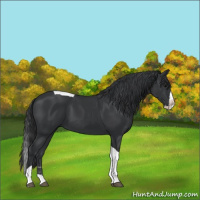 Horse Color:Black Splash Tobiano 
