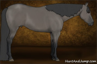 Horse Color:Grullo