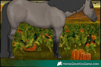 Horse Color:Grullo 