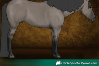 Horse Color:Grullo