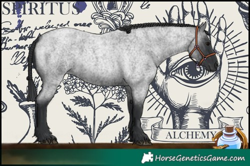 Horse Color:Blue Roan 