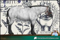 Horse Color:Blue Roan 