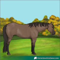 Horse Color:Liver Red Dun Rabicano 