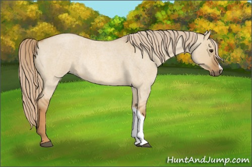Horse Color:Red Dun Roan Rabicano