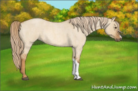 Horse Color:Red Dun Roan Rabicano 