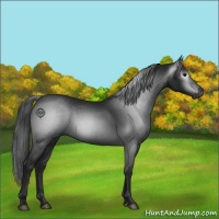 Horse Color:Gray Black 