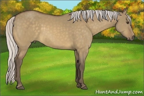 Horse Color:Silver Buckskin Dun