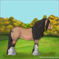 Horse Color:Bay Dun 