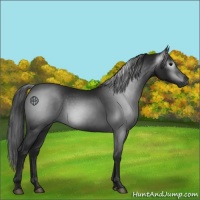 Horse Color:Gray Black 