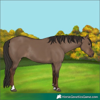 Horse Color:Liver Red Dun Rabicano 
