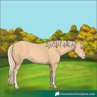 Horse Color:Gold Champagne 