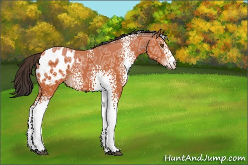 Horse Color:White Spotted Bay Ice Appaloosa 