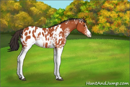 Horse Color:White Spotted Bay Appaloosa Rabicano 