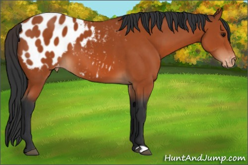 Horse Color:Bay Appaloosa 
