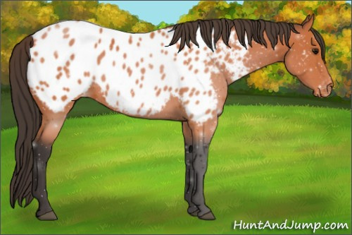 Horse Color:Bay Appaloosa 