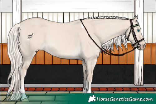 Horse Color:Cremello Dun Tobiano