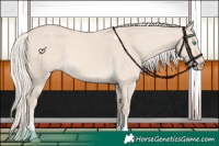 Horse Color:Cremello Dun Tobiano 