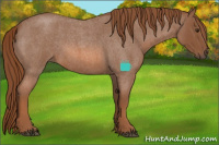 Horse Color:Red Roan