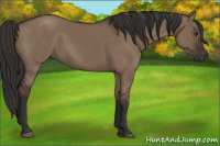Horse Color:Liver Red Dun Rabicano 