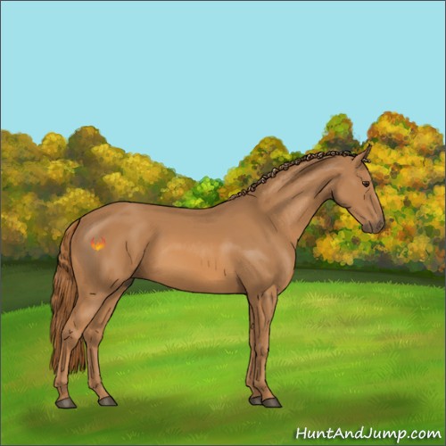 Horse Color:Chestnut 